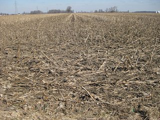 Property photo 5 - 116 +/- Acres Offered in 4 Tracts - Land & Cattle Facility Auction